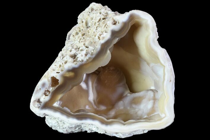Agatized Fossil Coral Geode - Florida #90225